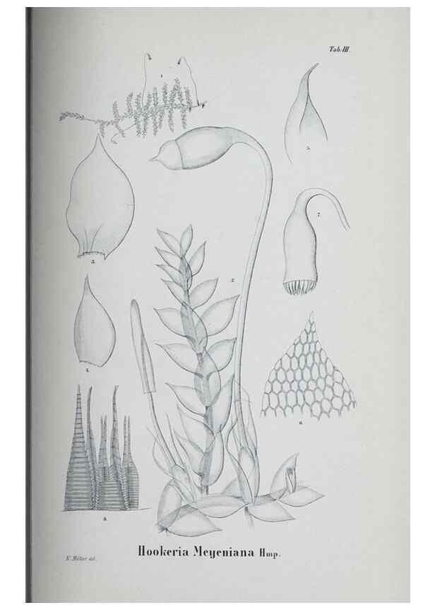 Reproducción/Reproduction 27182192338: Icones muscorum novorum vel minus cognitorum /. Bonnae :Henry & Cohen,1844.. 