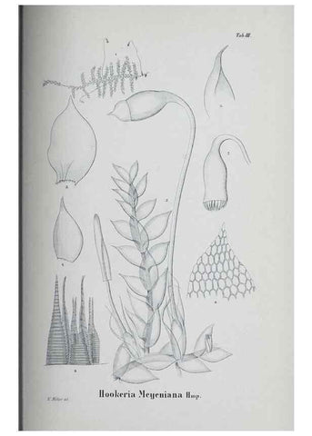 Reproducción/Reproduction 27182192338: Icones muscorum novorum vel minus cognitorum /. Bonnae :Henry & Cohen,1844.. 
