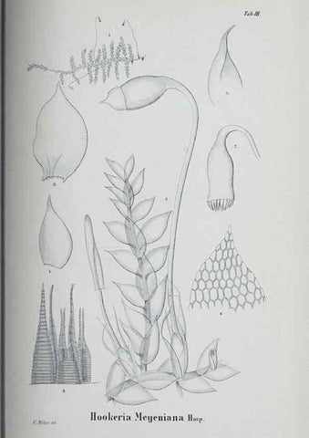 Reproducción/Reproduction 27182192338: Icones muscorum novorum vel minus cognitorum /. Bonnae :Henry & Cohen,1844.. 