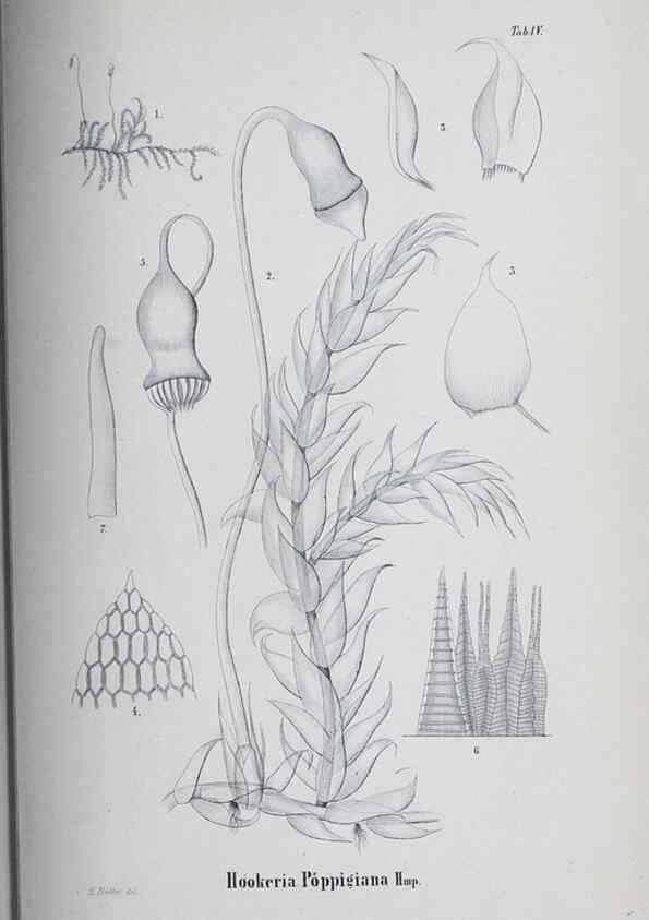 Reproducción/Reproduction 41011664442: Icones muscorum novorum vel minus cognitorum /. Bonnae :Henry & Cohen,1844.. 