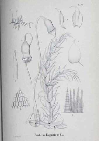 Reproducción/Reproduction 41011664442: Icones muscorum novorum vel minus cognitorum /. Bonnae :Henry & Cohen,1844.. 