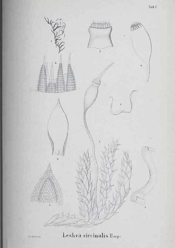 Reproducción/Reproduction 41011666362: Icones muscorum novorum vel minus cognitorum /. Bonnae :Henry & Cohen,1844.. 