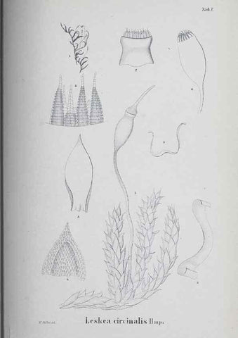 Reproducción/Reproduction 41011666362: Icones muscorum novorum vel minus cognitorum /. Bonnae :Henry & Cohen,1844.. 