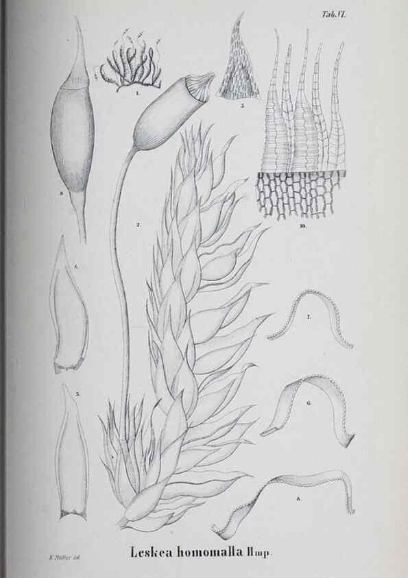 Reproducción/Reproduction 40160585625: Icones muscorum novorum vel minus cognitorum /. Bonnae :Henry & Cohen,1844.. 