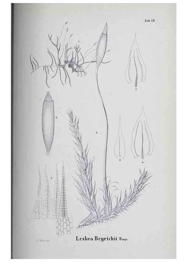 Reproducción/Reproduction 41011671812: Icones muscorum novorum vel minus cognitorum /. Bonnae :Henry & Cohen,1844.. 