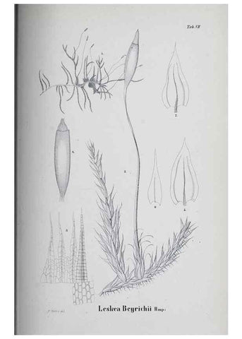 Reproducción/Reproduction 41011671812: Icones muscorum novorum vel minus cognitorum /. Bonnae :Henry & Cohen,1844.. 