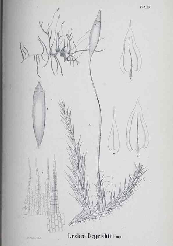 Reproducción/Reproduction 41011671812: Icones muscorum novorum vel minus cognitorum /. Bonnae :Henry & Cohen,1844.. 