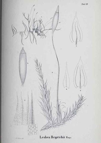 Reproducción/Reproduction 41011671812: Icones muscorum novorum vel minus cognitorum /. Bonnae :Henry & Cohen,1844.. 