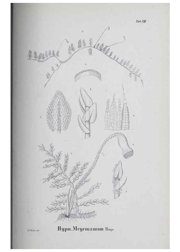 Reproducción/Reproduction 41053366751: Icones muscorum novorum vel minus cognitorum /. Bonnae :Henry & Cohen,1844.. 