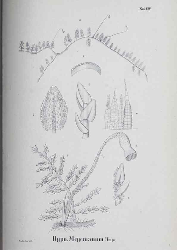 Reproducción/Reproduction 41053366751: Icones muscorum novorum vel minus cognitorum /. Bonnae :Henry & Cohen,1844.. 