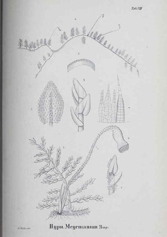 Reproducción/Reproduction 41053366751: Icones muscorum novorum vel minus cognitorum /. Bonnae :Henry & Cohen,1844.. 