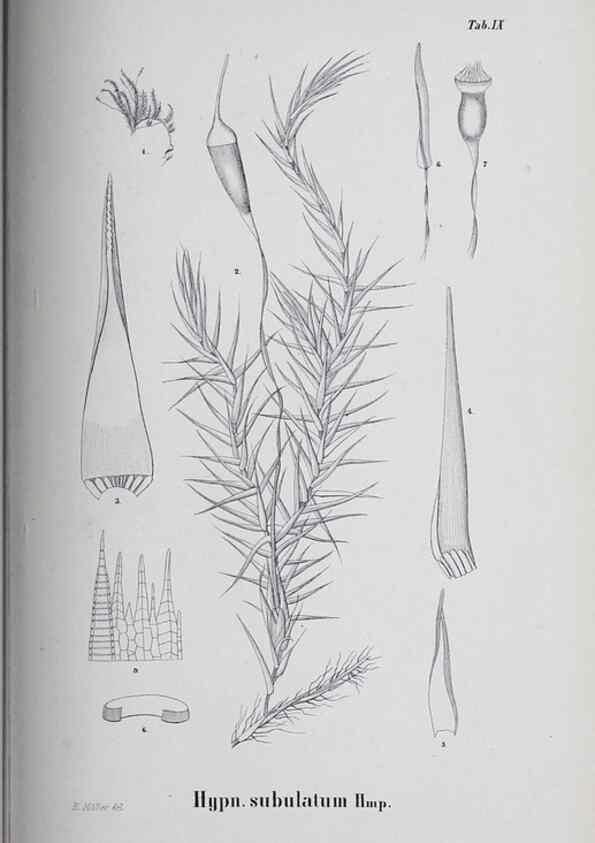 Reproducción/Reproduction 27182211978: Icones muscorum novorum vel minus cognitorum /. Bonnae :Henry & Cohen,1844.. 