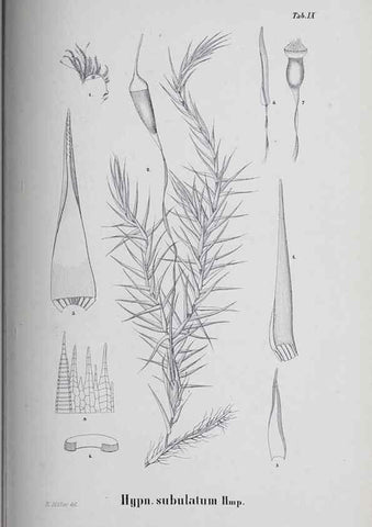 Reproducción/Reproduction 27182211978: Icones muscorum novorum vel minus cognitorum /. Bonnae :Henry & Cohen,1844.. 