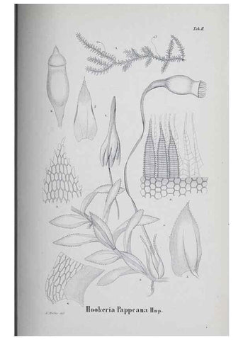 Reproducción/Reproduction 40345025484: Icones muscorum novorum vel minus cognitorum /. Bonnae :Henry & Cohen,1844.. 