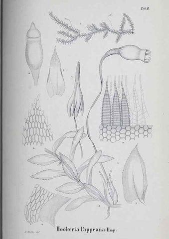 Reproducción/Reproduction 40345025484: Icones muscorum novorum vel minus cognitorum /. Bonnae :Henry & Cohen,1844.. 