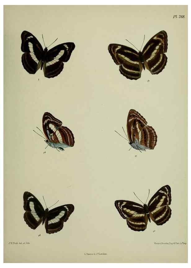 Reproducción/Reproduction 41077656982: Lepidoptera indica.. London,1890-1913.. 