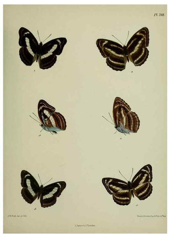 Reproducción/Reproduction 41077656982: Lepidoptera indica.. London,1890-1913.. 