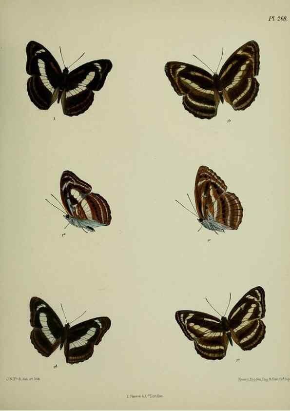 Reproducción/Reproduction 41077656982: Lepidoptera indica.. London,1890-1913.. 