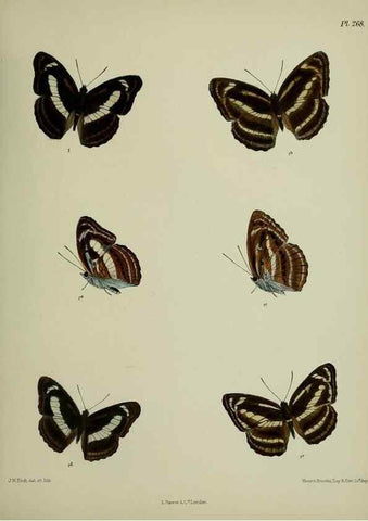 Reproducción/Reproduction 41077656982: Lepidoptera indica.. London,1890-1913.. 