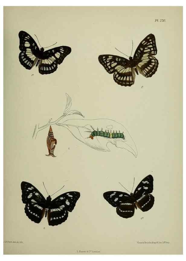 Reproducción/Reproduction 26249712567: Lepidoptera indica.. London,1890-1913.. 