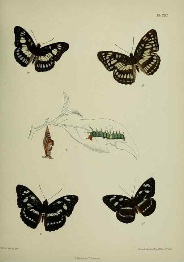 Reproducción/Reproduction 26249712567: Lepidoptera indica.. London,1890-1913.. 