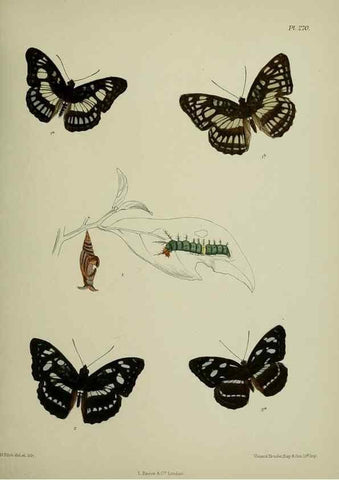 Reproducción/Reproduction 26249712567: Lepidoptera indica.. London,1890-1913.. 