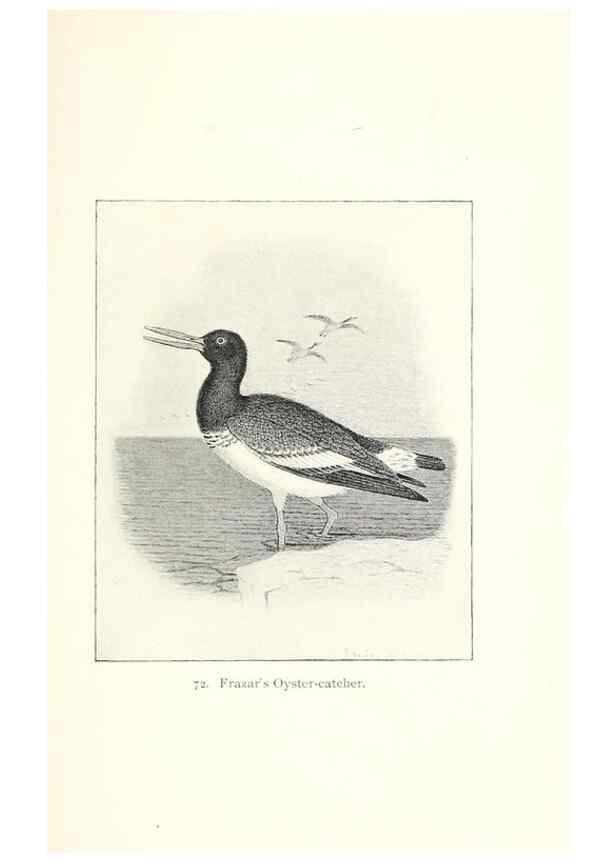 Reproducción/Reproduction 40455349835: North American shore birds;. New York :F.P. Harper,1895.. 