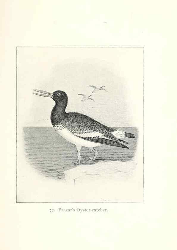 Reproducción/Reproduction 40455349835: North American shore birds;. New York :F.P. Harper,1895.. 