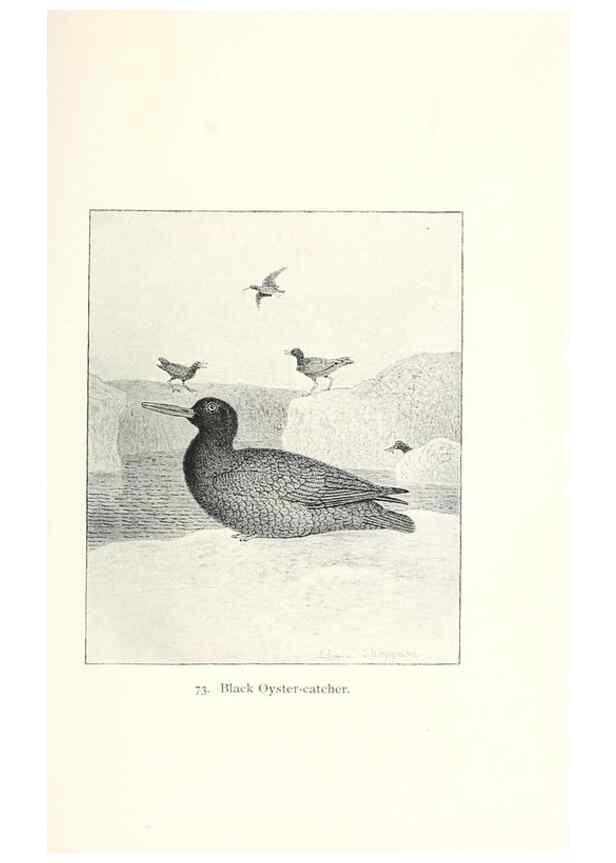 Reproducción/Reproduction 39541898780: North American shore birds;. New York :F.P. Harper,1895.. 