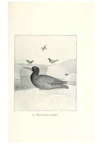 Reproducción/Reproduction 39541898780: North American shore birds;. New York :F.P. Harper,1895.. 