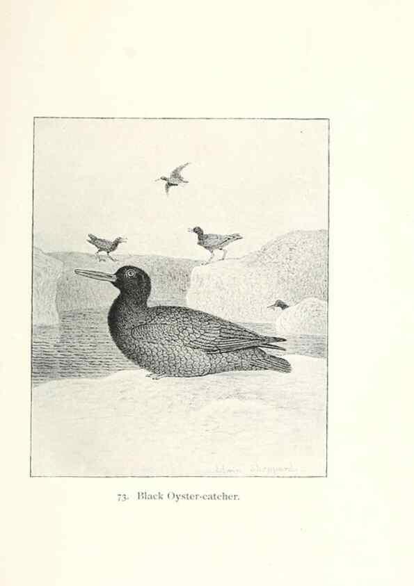 Reproducción/Reproduction 39541898780: North American shore birds;. New York :F.P. Harper,1895.. 