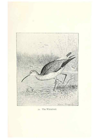 Reproducción/Reproduction 41352076701: North American shore birds;. New York :F.P. Harper,1895.. 