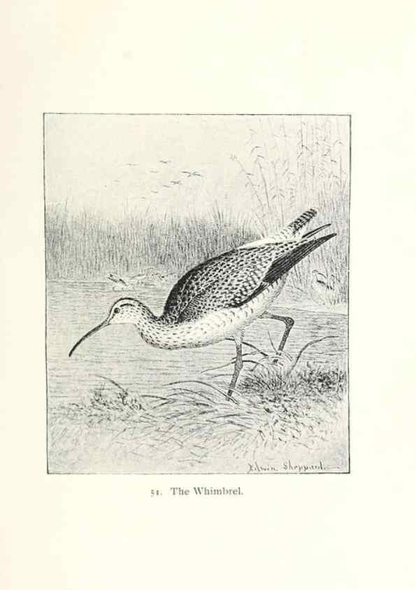 Reproducción/Reproduction 41352076701: North American shore birds;. New York :F.P. Harper,1895.. 