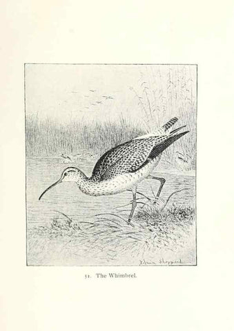 Reproducción/Reproduction 41352076701: North American shore birds;. New York :F.P. Harper,1895.. 