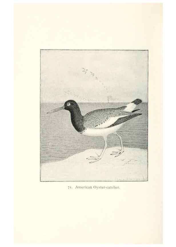 Reproducción/Reproduction 40455346925: North American shore birds;. New York :F.P. Harper,1895.. 