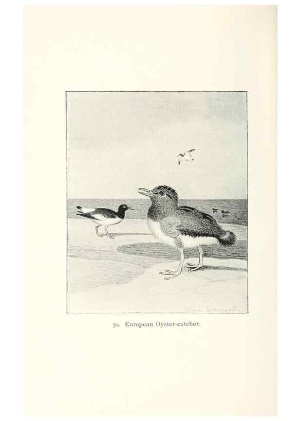 Reproducción/Reproduction 26479616517: North American shore birds;. New York :F.P. Harper,1895.. 