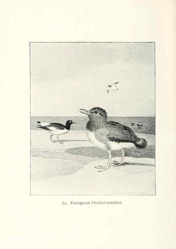 Reproducción/Reproduction 26479616517: North American shore birds;. New York :F.P. Harper,1895.. 