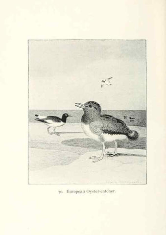 Reproducción/Reproduction 26479616517: North American shore birds;. New York :F.P. Harper,1895.. 