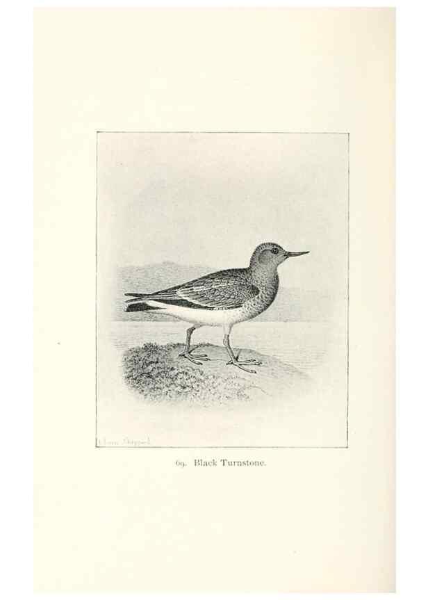 Reproducción/Reproduction 41350510361: North American shore birds;. New York :F.P. Harper,1895.. 