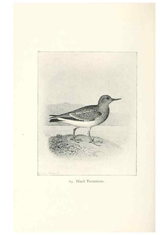 Reproducción/Reproduction 41350510361: North American shore birds;. New York :F.P. Harper,1895.. 