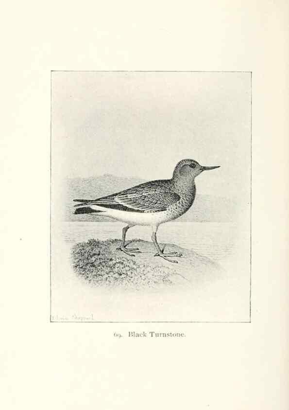 Reproducción/Reproduction 41350510361: North American shore birds;. New York :F.P. Harper,1895.. 