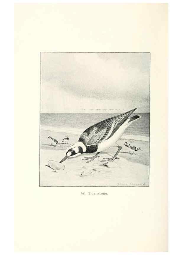 Reproducción/Reproduction 27479225678: North American shore birds;. New York :F.P. Harper,1895.. 