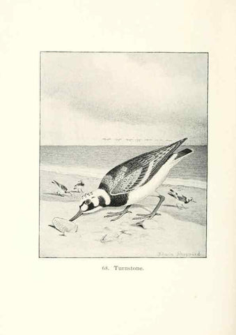 Reproducción/Reproduction 27479225678: North American shore birds;. New York :F.P. Harper,1895.. 