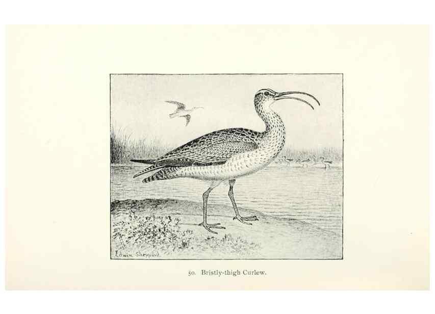Reproducción/Reproduction 26479573597: North American shore birds;. New York :F.P. Harper,1895.. 