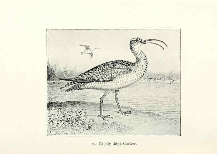 Reproducción/Reproduction 26479573597: North American shore birds;. New York :F.P. Harper,1895.. 
