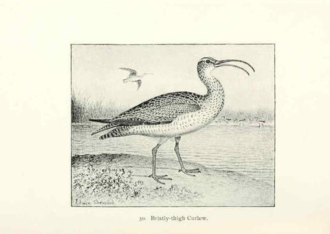 Reproducción/Reproduction 26479573597: North American shore birds;. New York :F.P. Harper,1895.. 