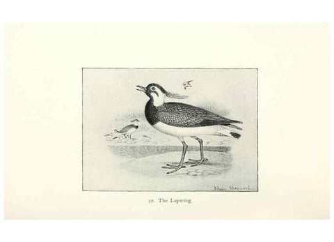 Reproducción/Reproduction 27479195858: North American shore birds;. New York :F.P. Harper,1895.. 