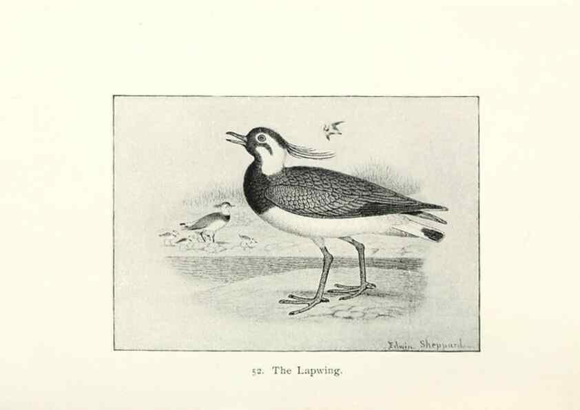 Reproducción/Reproduction 27479195858: North American shore birds;. New York :F.P. Harper,1895.. 