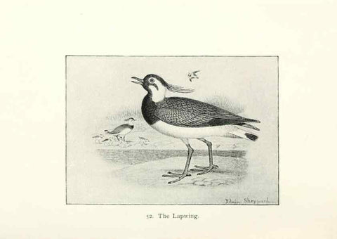 Reproducción/Reproduction 27479195858: North American shore birds;. New York :F.P. Harper,1895.. 