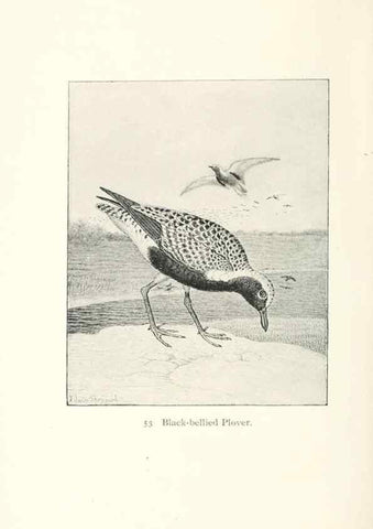 Reproducción/Reproduction 27479198018: North American shore birds;. New York :F.P. Harper,1895.. 